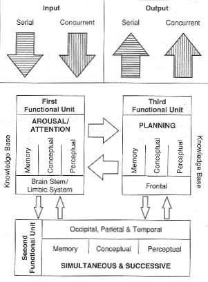 Planning, attention, simultaneous, and successive (PASS) model